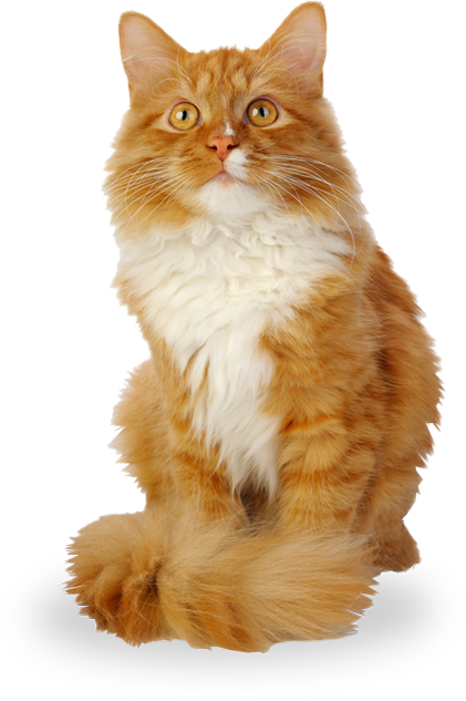 domestic long-haired cat