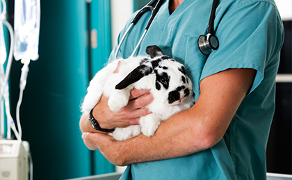 vet and rabbit
