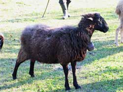 One of Mac's sheep