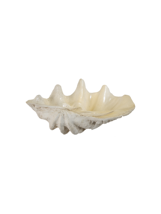CLAM SHELL