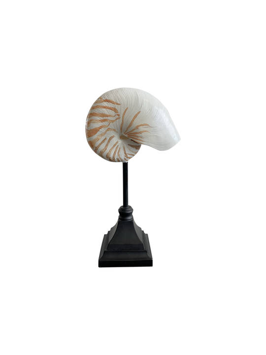 NAUTILUS ON METAL BASE