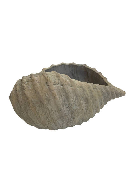 CONCH SHELL OUTDOOR
