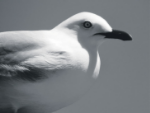 Black billed gull - Grant Crowe (1)-820