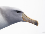 Salvin's albatross up close in Whangarei-61