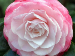 thumbnail Camellia Desire-752