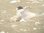 thumbnail Fairy tern chick born Nov 13 2022-312