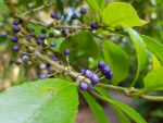 thumbnail melicytus ramiflorus-993