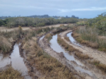 thumbnail Damaged wetland-34