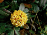 thumbnail Pultenaea-731