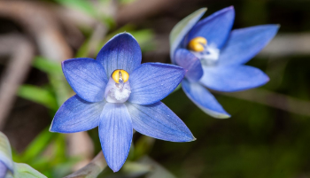 thumbnail thelymitra-aff-pauciflora-3-1200-299