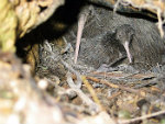 Kiwi-with-chick-in-burrow-(P-Graham)(copy)
