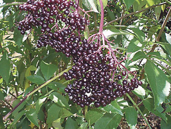 elderberry