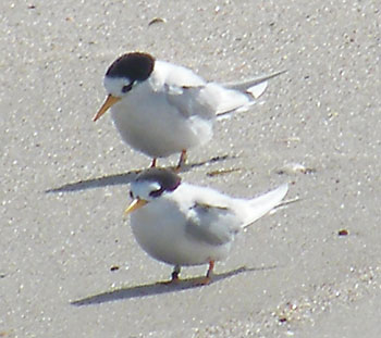 fairy-tern-by-reg-whale