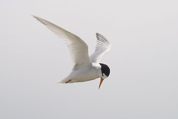 fairy-tern-pic-2012