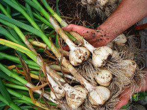 garlic-bulb(copy)
