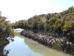 mangrove(copyli)