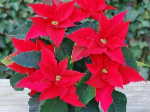 thumbnail christmas-rose-flowers-red-red-flower-436