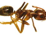 argentine-ant-under-microscope-nrc-2006-516