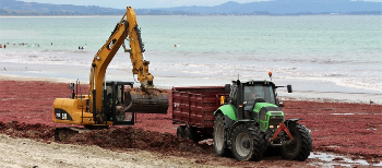 algae-waipu-cove-800-483