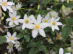 thumbnail White clematis paniculata-79