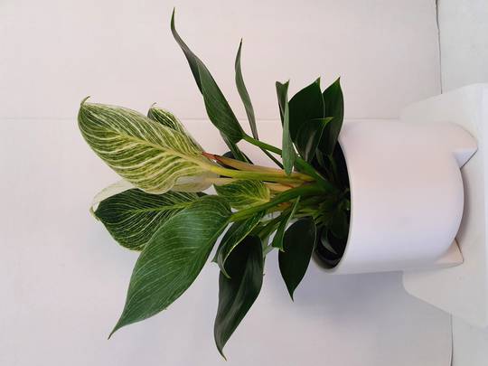 Philodendron Birken