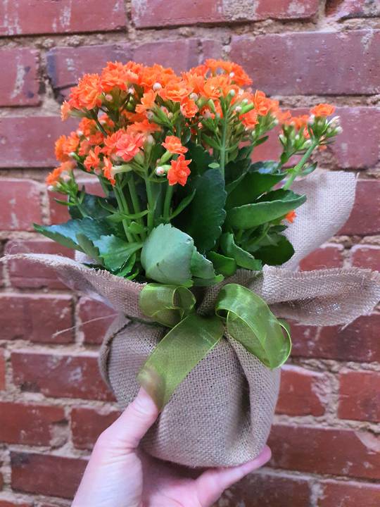 Kalanchoe Plant Gift Wrapped