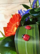 Ladybird