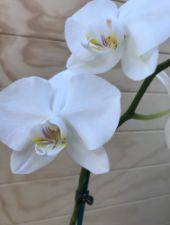 Phalaenopsis Orchid in Pot