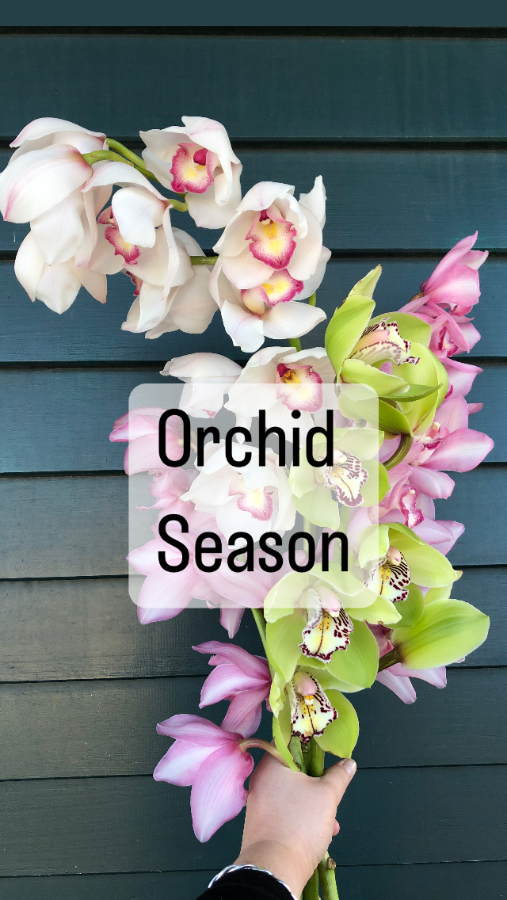orchids-193