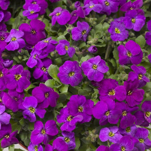 Aubrieta Audrey Deep Purple 14cm