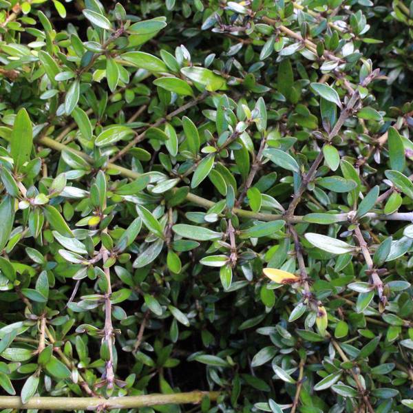 Coprosma Taiko Green Carpet 10cm