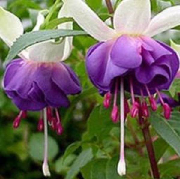 Fuchsia Bealings 14cm