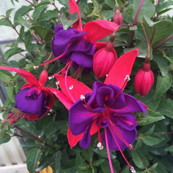 Fuchsia Voodoo 14cm