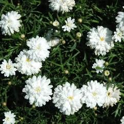 Argyranthemum Double White 10cm