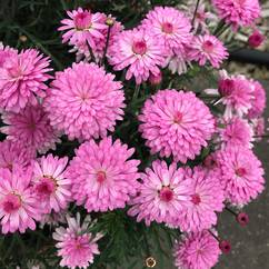 Argyranthemum Petite Double Pink 10cm