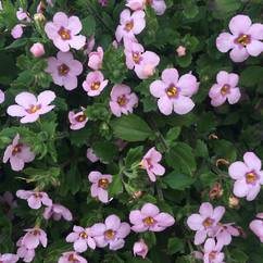 Bacopa Pink Storm 30cm