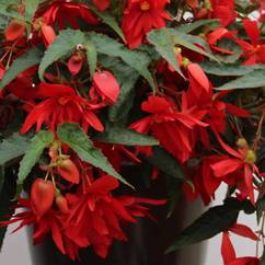 Begonia Funky Scarlet 19cm