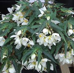 Begonia Funky White 19cm
