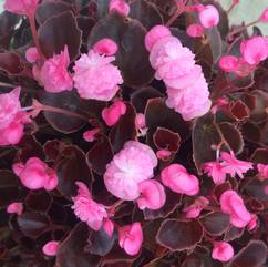 Begonia Queen Double Pink 19cm