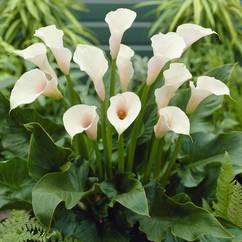 Calla Dwarf White Arum Lily 19cm