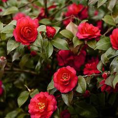 Camellia Red 10cm