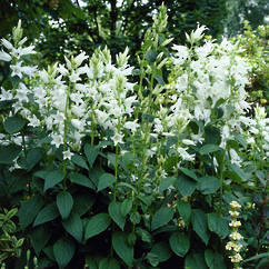 Campanula Latifolia White 14cm
