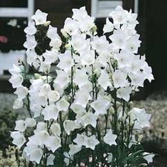 Campanula Persifolia White 14cm