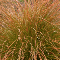 Carex Testacea 10cm