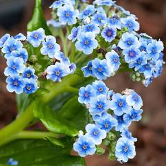 Chatham Island Forget Me Not Blue 19cm