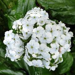 Chatham Island Forget Me Not White 19cm