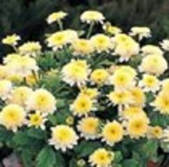 Chrysanthemum Santana Yellow 12cm