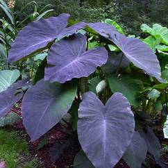 Colocasia Black Taro 19cm