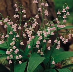 Convallaria Lily of the Valley Pink 19cm