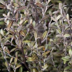 Corokia Frosted Chocolate 10cm